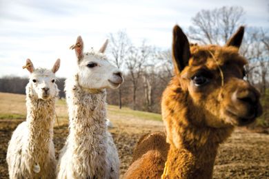 Life in the Hard-Knock World of Alpaca Farming