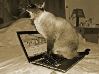 Ailing pet? Ask your veterinarian, not Dr. Google