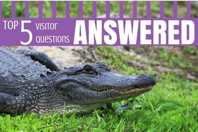 Top 5 Visitor Questions ANSWERED!