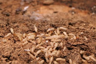 Nine things your home insurance may not cover