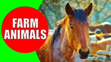 Educational Video for Babies & Kids