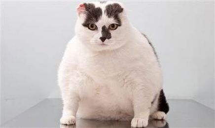 Tips Help Overweight/Obese Pets Lose Weight