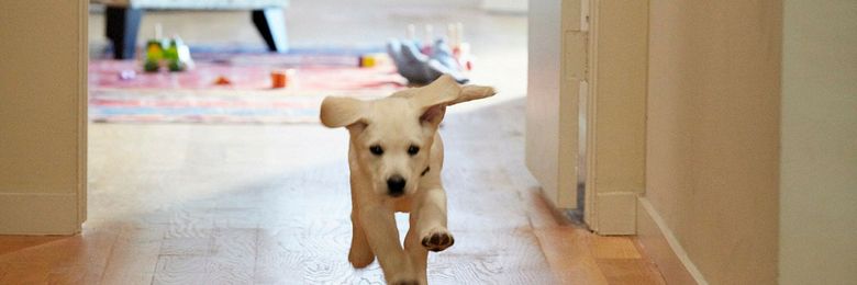 How to Prepare Your Home for New Pets 101