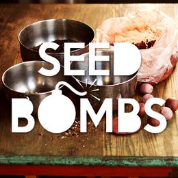 Seed Starting Tips for Beginner Gardeners