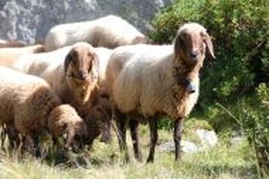 Genetic diversity of livestock can help feed a hotter, harsher world