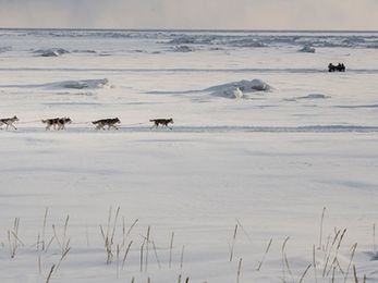 Mush! The Race to Nome