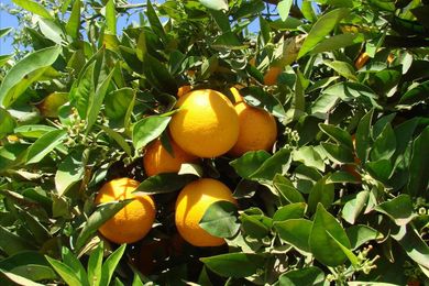 To Reset or Not to Reset?— That is the Question