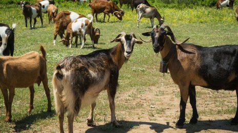 20 of the Weirdest Services Out There