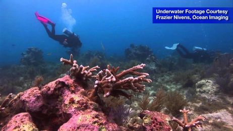 Divers can help keep Florida Keys reefs healthy through "voluntourism" vacations