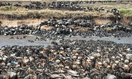 Herd of wildebeest picks up two zebra pals... but can you find them?