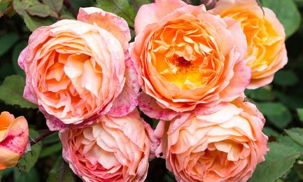 Gardens: not all roses smell like roses