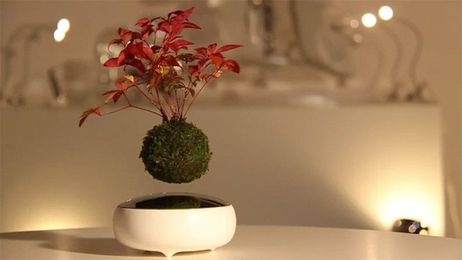 Floating Bonsai Trees Are A Thing Now