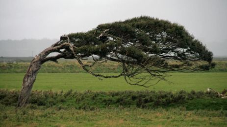 Engineers Devise a Way to Harvest Wind Energy from Trees