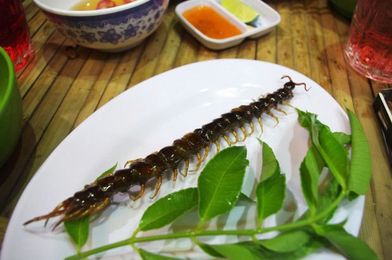 Surprising diet myths and predictions of an insect-filled future