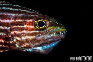 The Protective Mouthbrooding Fish