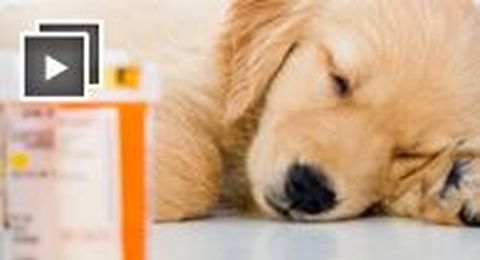 10 Warning Signs You Should Take Your Dog to the Vet 