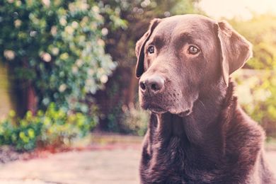 Online Pet Supplies