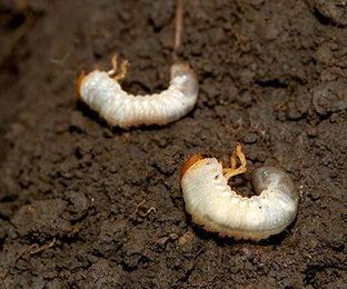 Stop Grubs in Your Lawn