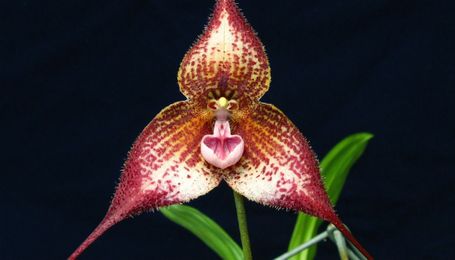 3D-printed flower shows how 'Dracula orchids' trick bugs