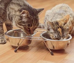 Have Multiple Pets? 6 Tips to Help Make Feeding Time Easier