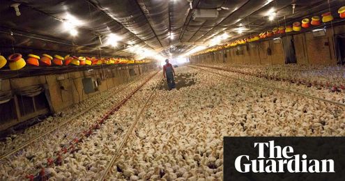 Factory farming divestment: what you need to know