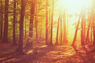 When is a book a tree?