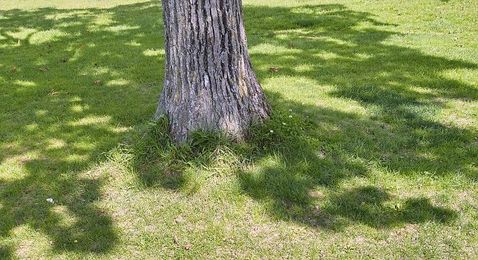 Garden Variety: Shady trees to plant this spring
