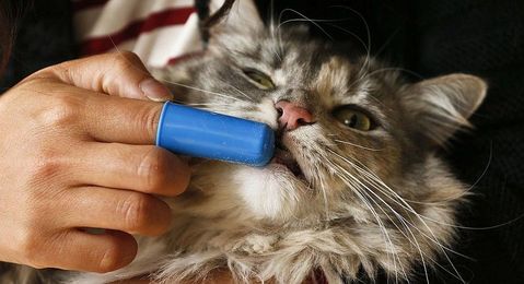 Critter Buzz: Keep your pet's smile bright with these dental care tips