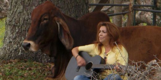 Rancher's vegan wife sets out to save cattle