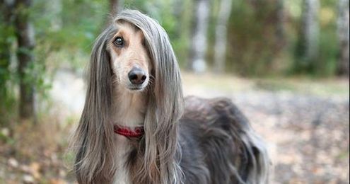 20 Animals Who Will Always Be Having A Better Hair Day Than You