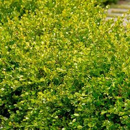 Boxwoods Make Gardens Better