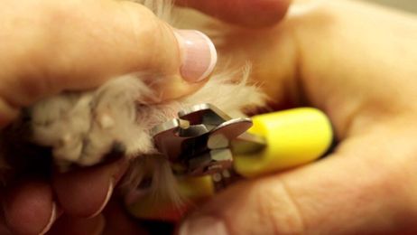 Pet Expert Tips: How to Clip Your Dog's Nails