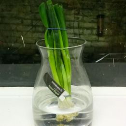 Say it with flowers? Shop sends spring onions instead