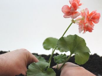 How to Plant Flowers