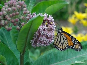 5 Fun Things to Do With Kids on Learn About Butterflies Day