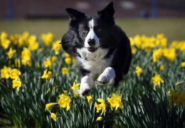 How To Potty Train Dogs: 4 Quick Steps in Potty Training Dogs