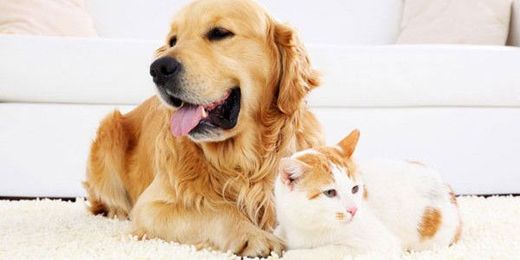 How To Find a Pet Friendly Rug