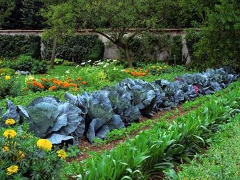 Ready, Set, Grow! When to Start Your Garden