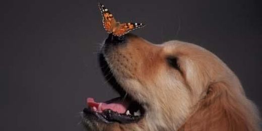 Protecting Your Pets During Pest Control Treatment