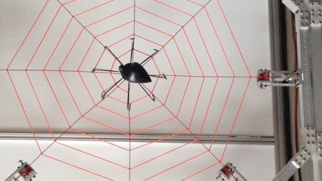 Giant web probes spider sensation