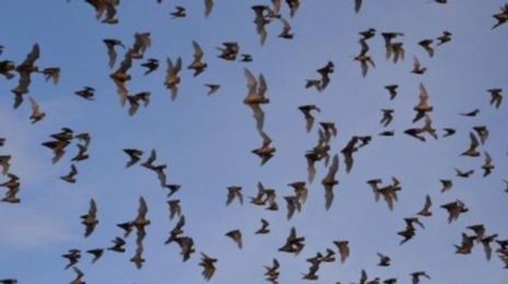 How to Count Bats without Looking at Them