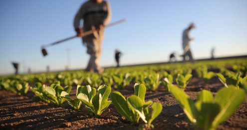 These Riveting Photos Remind Us Who Really Harvests Our Food