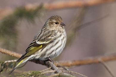 Dead birds? It's not always West Nile virus.