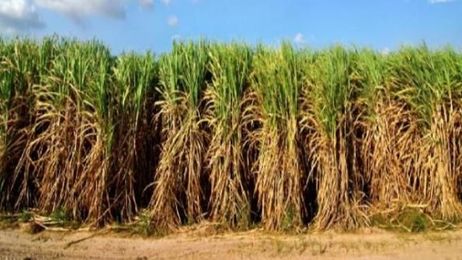 Researchers Claim Better Idea for Biodiesel Production