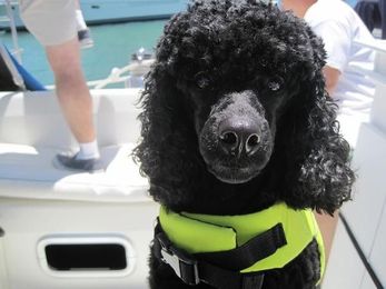 How Much Do You REALLY Spend on Your Dog?