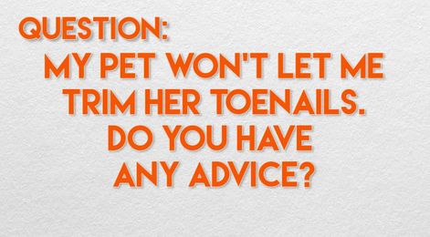 6 Steps to Make Your Pet's Nail Trims Easier