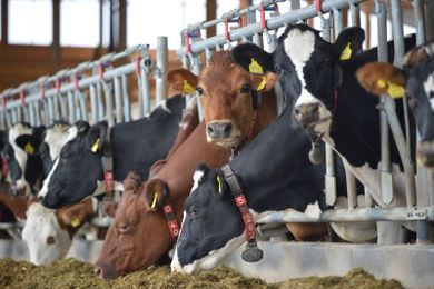 Luddites, Beware: These 5 Livestock Wearables Are the Future