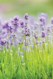 Cheap Cleaning Tricks: Clean with Lavender, a Natural Disinfectant