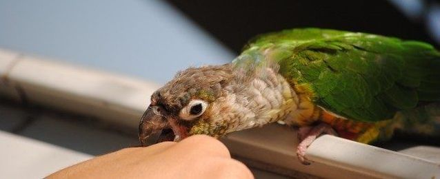 How to Stop Your Bird from Biting