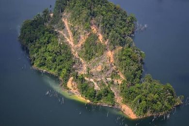 Forestry Department using real-time technology to combat illegal logging
